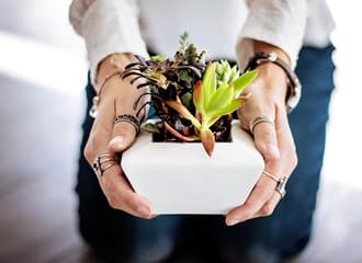 Sukkulenten: Kauf und Pflege