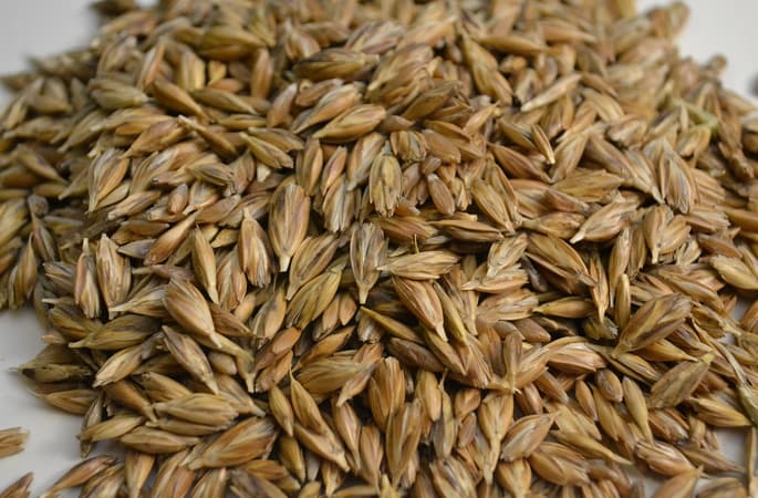 Was ist Emmer Getreide? Ein umfassender Überblick über das Urgetreide