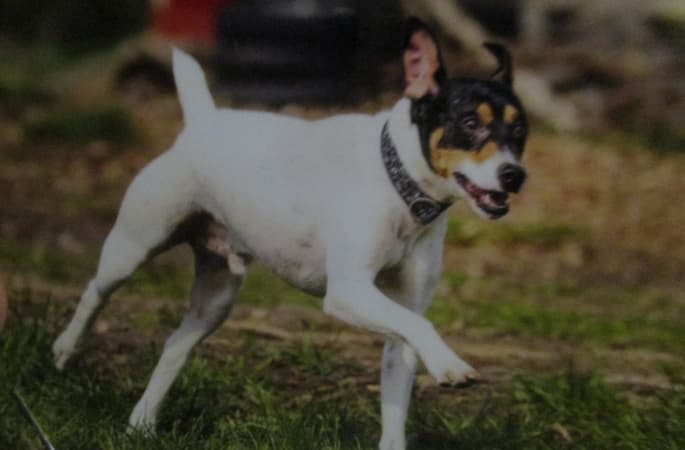 Der sanfte Terrier aus Spanien: Hunderasse Bodeguero Ratonero Andaluz