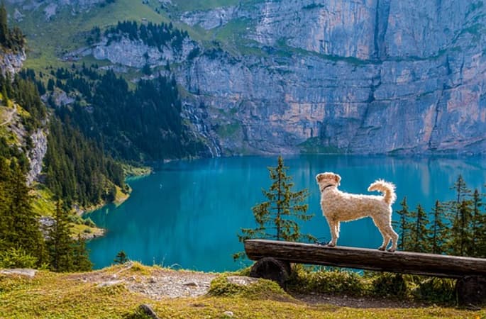 Gardasee mit Hund: Ihr perfekter Urlaub mit Ihrem Vierbeiner